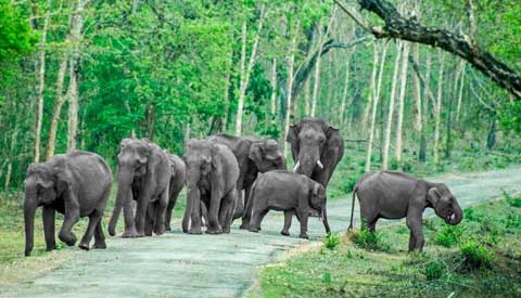 Wildlife Sanctuaries in South India