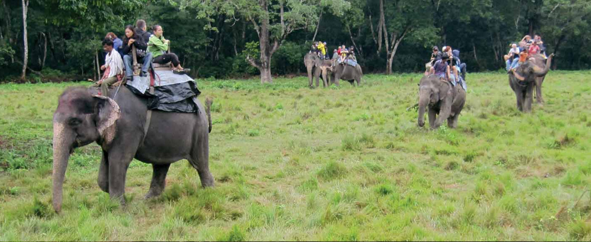 elephant experience in India