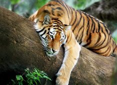 Tiger Reserve in India