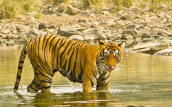 Spotting Tigers in Bahartpur, Rajasthan