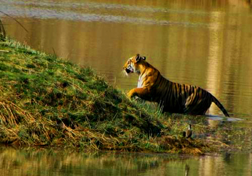 Tigers in  Tadoba National park