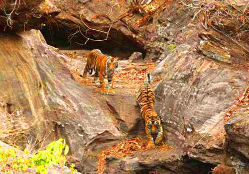 Wildlife tour in bandhavgarh national park